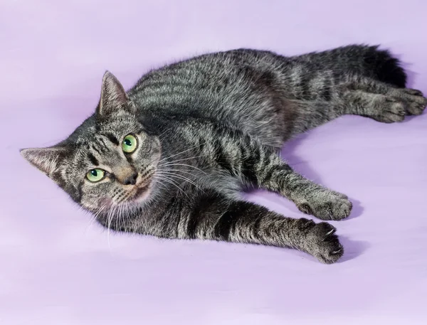 Pręgowany kot z zielonymi oczami leżącego na fioletowy — Zdjęcie stockowe