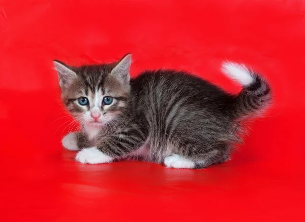 Kleine pluizig tabby kitten staande op rood — Stockfoto