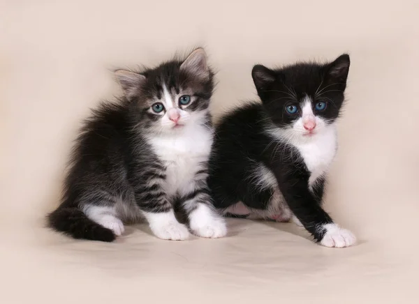 Два пушистых котенка сидят на сером — стоковое фото