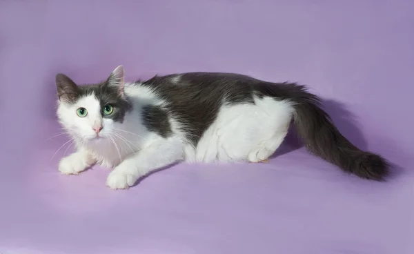 White spotted cat with green eyes lying on purple — Stock Photo, Image