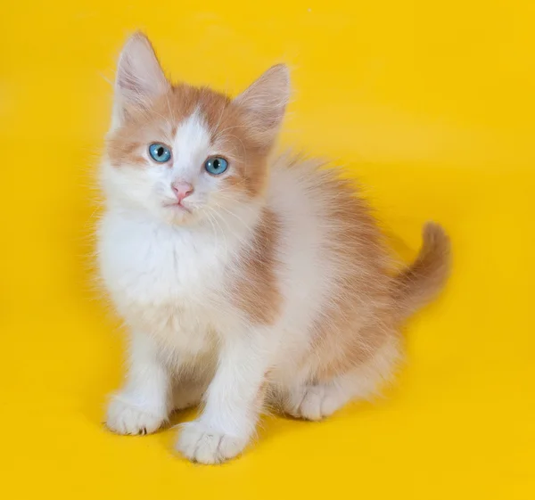 Ginger and white kitten with blue eyes sitting on yellow — Stock Photo, Image