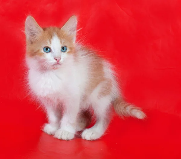 Gember en witte kitten met blauwe ogen, zittend op rood — Stockfoto
