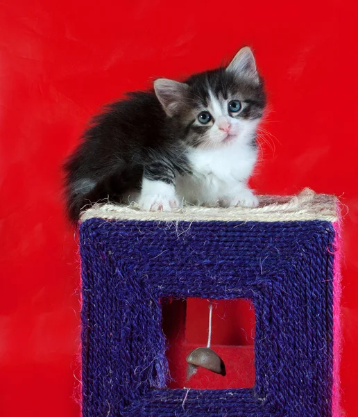 Malé chlupaté tříbarevné kotě sedící na červené — Stock fotografie