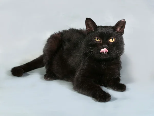 古い黒猫と横になっているとグレーに舐めている黄色目 — Stock fotografie