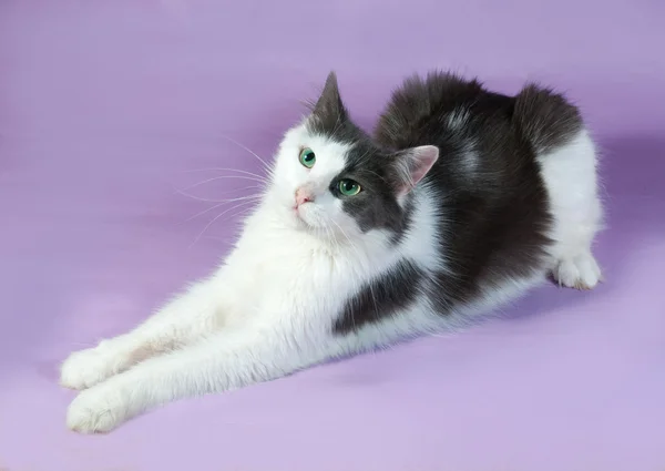 Branco gato manchado com olhos verdes deitado em roxo — Fotografia de Stock