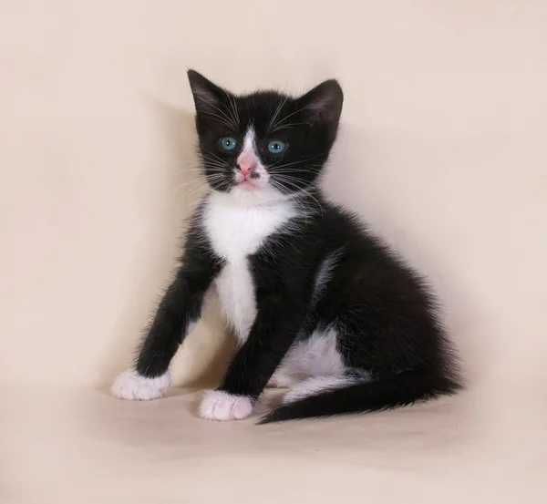 Beyaz benekli gri üzerine oturan siyah yavru kedi — Stok fotoğraf