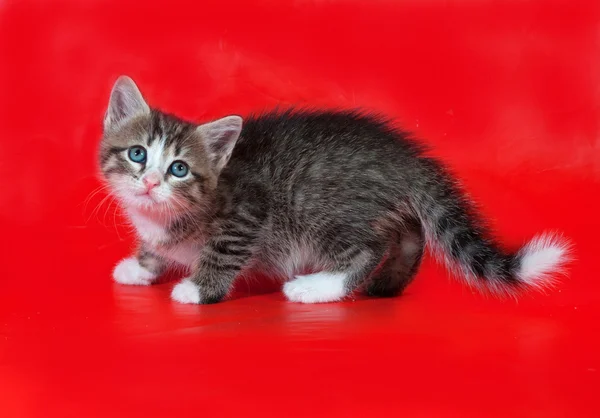 Kleine pluizig tabby kitten staande op rood — Stockfoto