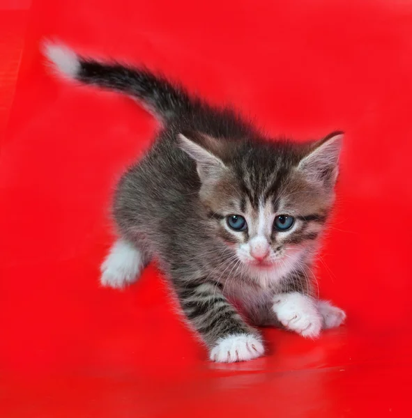 Kleine pluizig gestreepte kitten speelt op rood — Stockfoto