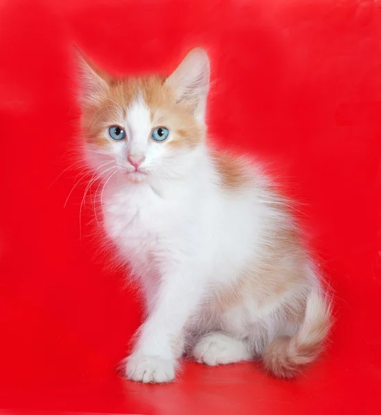 Gember en witte kitten met blauwe ogen, zittend op rood — Stockfoto