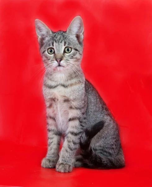 Tabby gatinho com olhos verdes sentado no vermelho — Fotografia de Stock