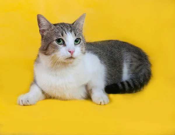 Tlusté prokládané kočka leží na žluté — Stock fotografie