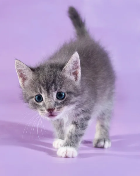 Malé chlupaté tříbarevné kotě stojící na fialová — Stock fotografie