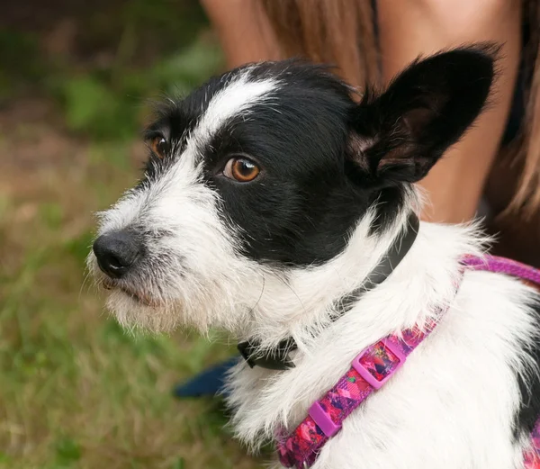 Little shaggy dog sitting in grass near human knee — Stock Photo, Image