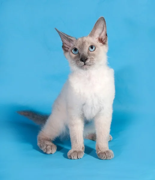 Lockiges Cornish Rex Kätzchen mit blauen Augen sitzt auf blau — Stockfoto