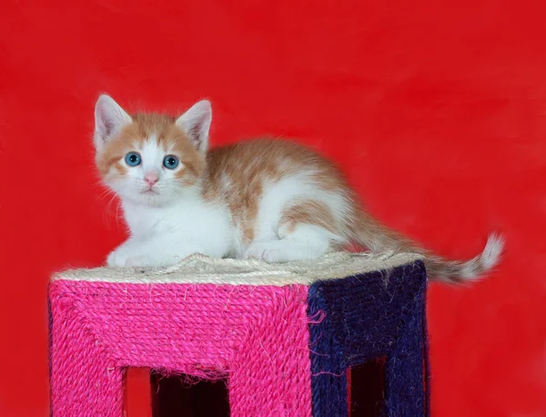 Kleine rode en witte kitten zittend op scratching post op rood — Stockfoto