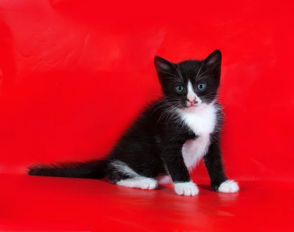 Kleine zwart-wit kitten zittend op rood — Stockfoto