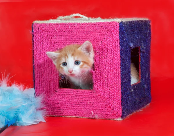 Malé červené a bílé kotě dostane z poškrábání příspěvky na červené — Stock fotografie