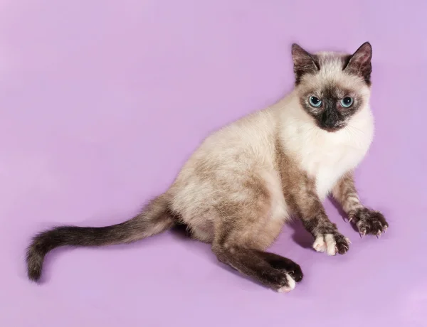 Thai kitten lying on purple — Stock Photo, Image