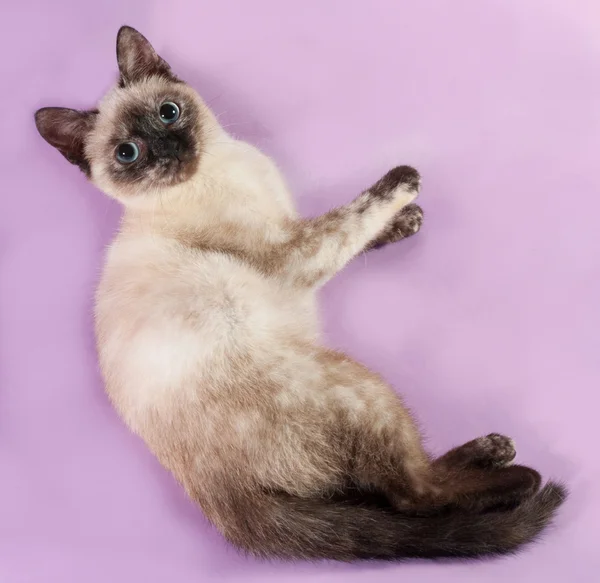 Thai kitten lying on purple — Stock Photo, Image