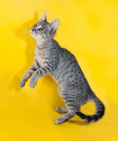 Gatinho listrado em pé nas pernas traseiras no amarelo — Fotografia de Stock