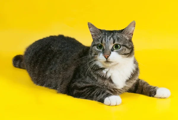 Dick gestreifte Katze liegt auf gelb — Stockfoto