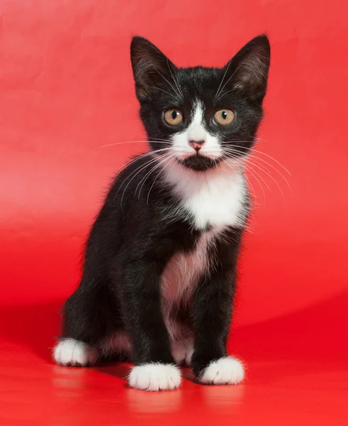 Schwarzes Kätzchen mit weißen Flecken sitzt auf rot — Stockfoto