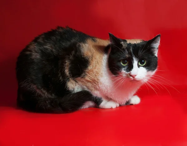 Tricolor cat sitting on red — Stock Photo, Image