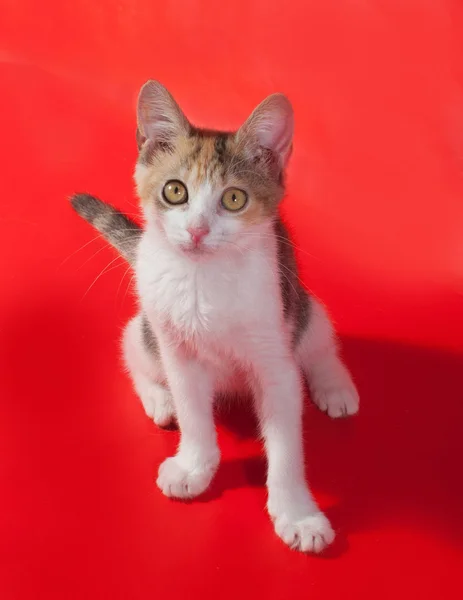 Tricolor kitten standing on red — Stock Photo, Image