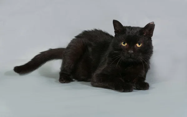 Gato negro con ojos amarillos acostado sobre gris — Foto de Stock