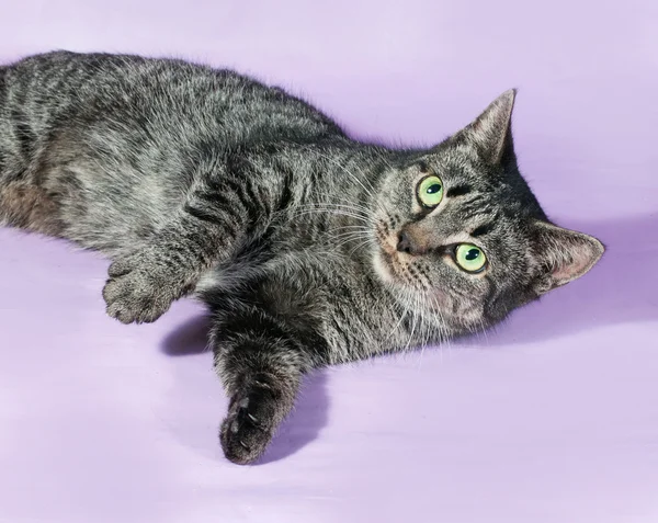 Tabby cat with green eyes lying on purple — Stock Photo, Image
