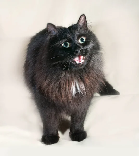 Fluffy black cat with green eyes standing on gray — Stock Photo, Image
