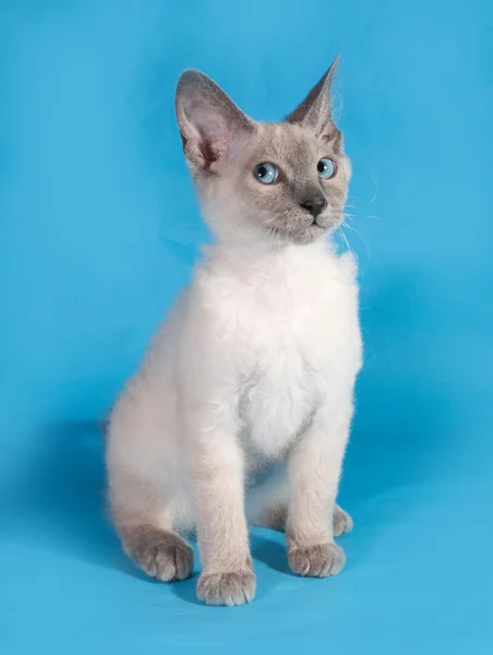 Gatito rizado Cornish Rex está sentado en azul —  Fotos de Stock