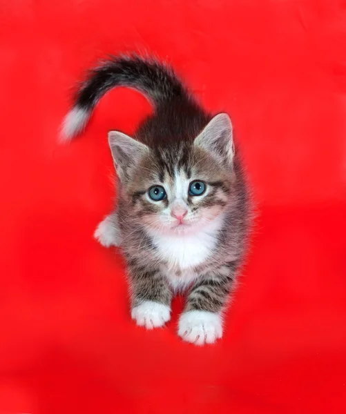 Kleine pluizig tabby kitten zittend op rood — Stockfoto