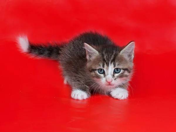 Piccolo gattino peloso in piedi su rosso — Foto Stock