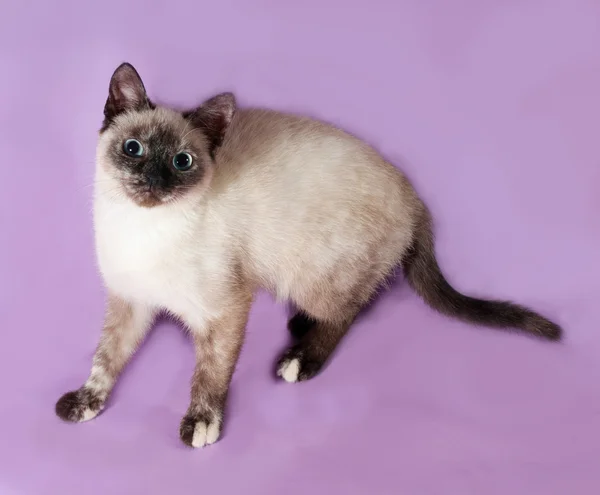 Тайский котенок стоит на фиолетовом — стоковое фото