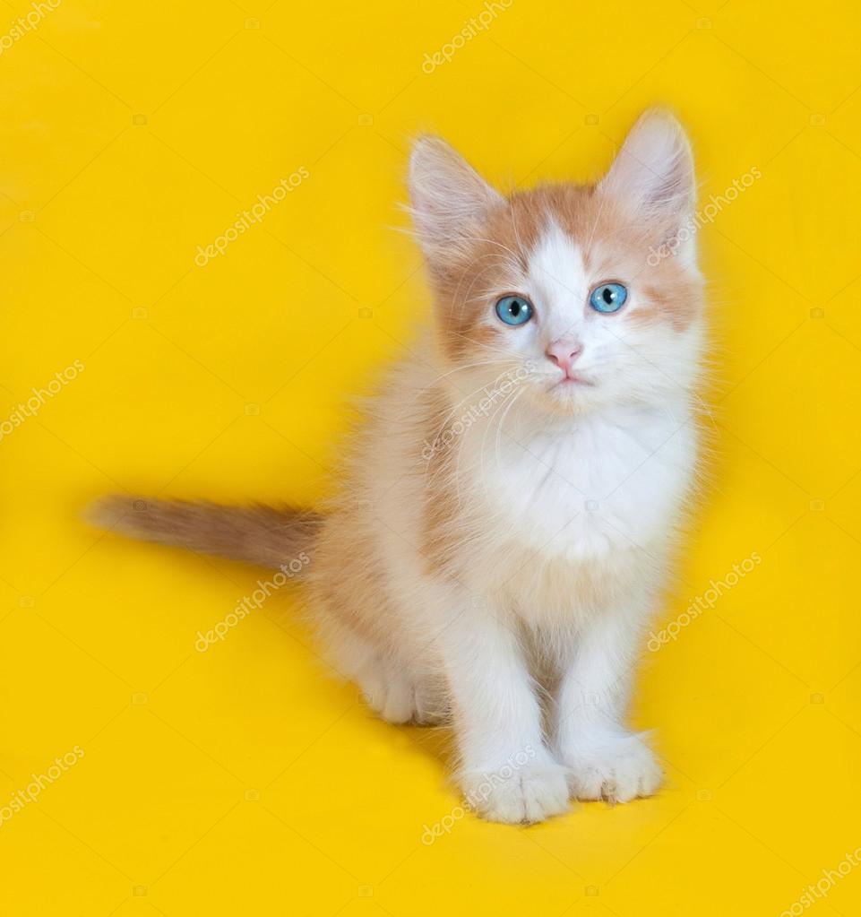 beyaz yavru kedi mavi gözlü fiyatları