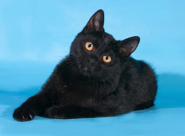 Gattino nero con petto bianco e occhi arancioni si trova su blu — Foto Stock