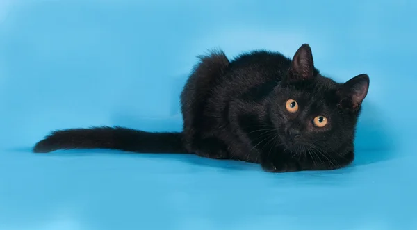 Gattino nero con petto bianco e occhi arancioni si trova su blu — Foto Stock