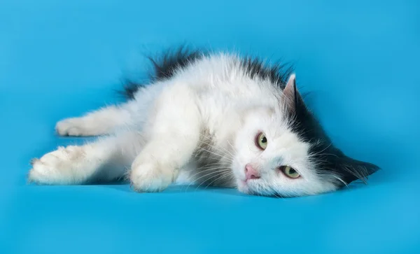 Longhair white cat with black spots lies on blue — Stock Photo, Image