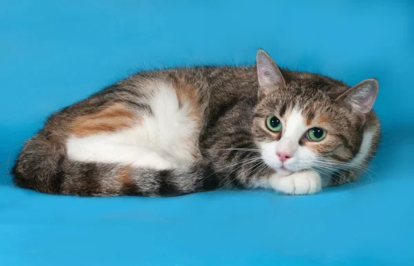 Driekleurige kat met groene ogen op blauw — Stockfoto