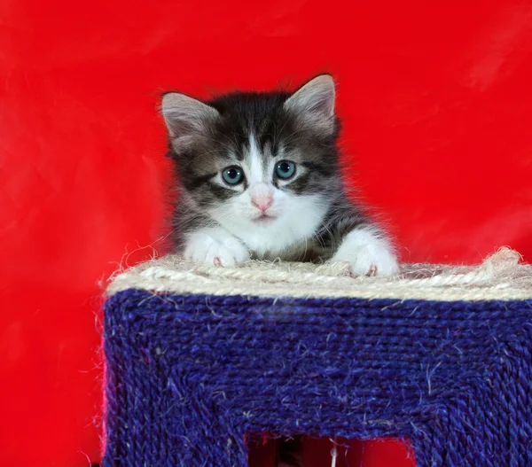 Small fluffy tabby kitten sitting on red — Stock Photo, Image