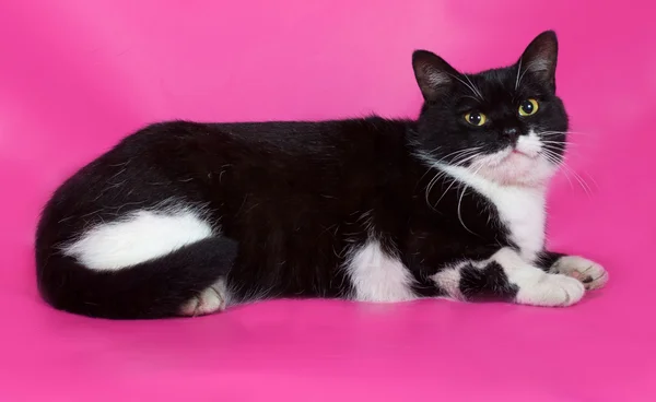 Černá a bílá kočka s žlutýma očima, ležící na růžové — Stock fotografie