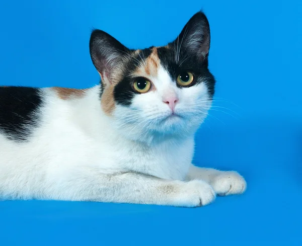 Tricolor cat lies on blue — Stock Photo, Image