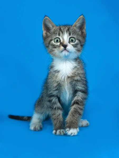 Paski przestraszony kotek siedzi na niebiesko — Zdjęcie stockowe