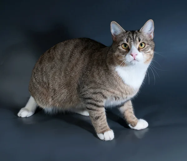 Tabby cat sitting on dark gray — Stock Photo, Image