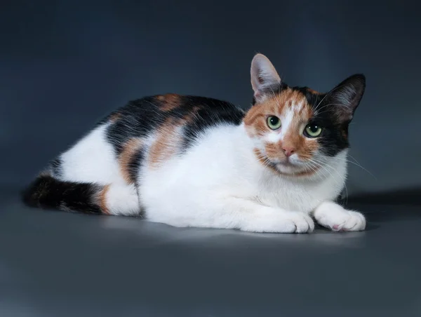 Tricolor cat lies on dark gray — Stock Photo, Image