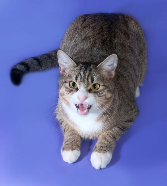 Tabby cat hissing on purple — Stock Photo, Image