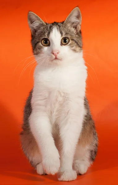 Gatinho listrado sentado na laranja — Fotografia de Stock