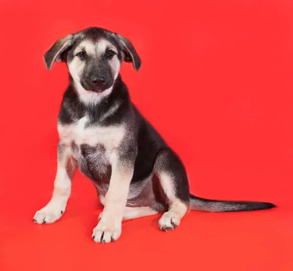 Yellow with black markings puppy sitting on red — Stock Photo, Image