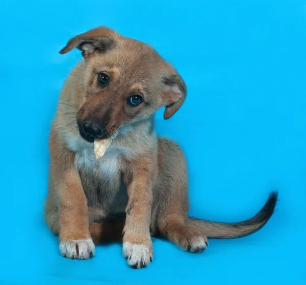 Amarillo cachorro mastica hueso y se sienta en azul — Foto de Stock